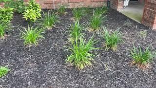 Best Plants Series - Giant Liriope