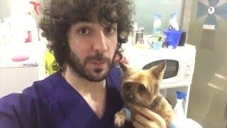 VETERINARIO ONLINE. Capitulo 3. Feliz año 2016 y pancreatitis en perro