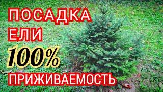 Как посадить ель. Посадка ели на участке. Или как правильно посадить ель чтобы ель прижилась