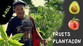 Fruit Planation B-ROLL Sony a7III by CyberPrachar (Krishna Sapkota)