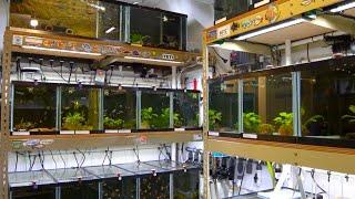 Inside Master Breeder's Legendary Fish Room | Dean's Fish Room