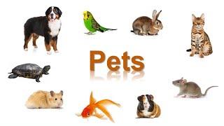 Домашние животные по-английски [Pets - English Vocabulary Flashcards]