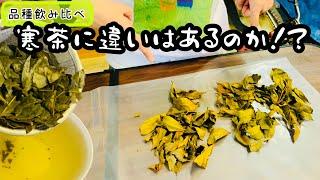 寒茶できたよ！品種で飲み比べ！【お茶作り】