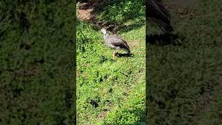 Southern Screamer #dallaszoo