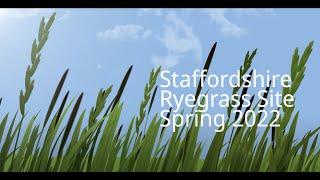 Ryegrass trial update from Stafford