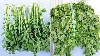 김장때 남은 무잎 활용/시래기 말리기 ( Dried radish greens )