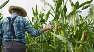 NO COPYRIGHT AMERICAN FARMER STOCK FOOTAGE