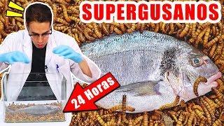 SUPERGUSANOS CARNÍVOROS VS PEZ 24 horas | Experimentos con Mike