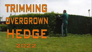 Trimming a overgrown Hedge (Ligustrum)