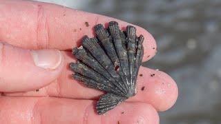 I found a Rare Shell! Shelling at Holden Beach