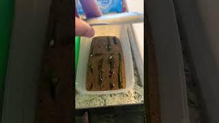 Fig tree propagation sand method also mulberry update. #farming #trending #gardening #propogation