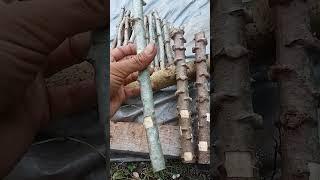 Cara menanam singkong agar berbuah banyak dan besar || how to plant cassava #shorts