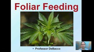 Foliar Feeding