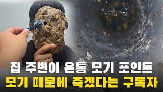 모기 서식지가 집을 휘감고 있는 구독자 자취방