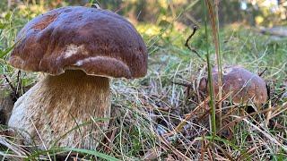 Salida en solitario!!!! Boletus Edulis 24/09/2023 en La Rioja