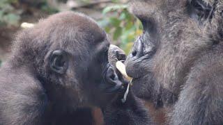 赤ちゃんゴリラのKISS!? ママゴリラと赤ちゃんの幸せな時間  | 京都市動物園