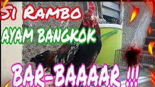 AYAM BANGKOK | AYAM JAGO | AYAM RAMBO BAR-BAR PETARUNG