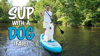 My Samoyed tries Stand Up Paddling