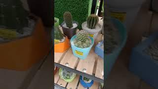 Mall Davao City Price | Assorted Cacti & Succulent