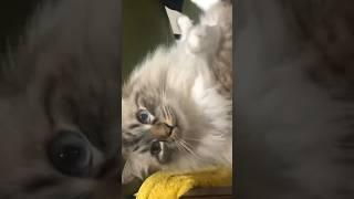 장모종 특 : 털 쪘을 때가 예쁨 #cat #siberiancat #네바마스커레이드 #고양이  #shorts