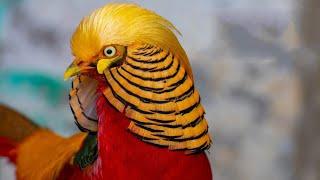 Golden Pheasant | Avian Snappy Dressers