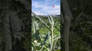 Dünyaca ünlü enginarları hırsızlar hasat etti... Polis her yerde onları arıyor