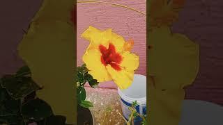 Beautiful grafting hibiscus flowers  my home gardening plant  viral #trending #short#video️