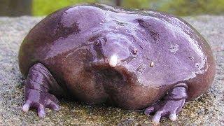 WEIRD PURPLE FROG