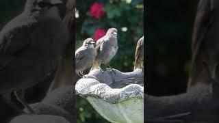 Starling and friends at the bird bath