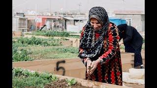 Dohuk: Community Livelihoods Project