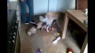 Puppy's en Eyra spelen in de keuken