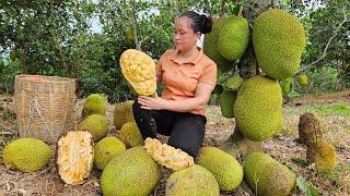 Harvest Jackfruit Orchards  market to sell - Cook pumpkin food for pigs - Lý Thị Ca