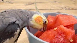 Delicious Watermelon 