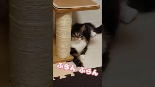 お顔ふりふり【メインクーンの子猫】