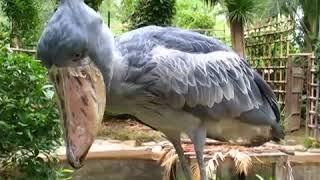 Shoebill storks make some strange noises