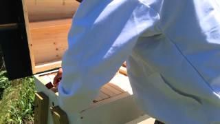 Top bar hive inspection June 2014