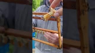 День 131/25  Подробней в телеграм канале "Пчела и Трутень". #пасека
