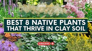 Best 8 Native Plants That Thrive in Clay Soil  // Gardening Tips