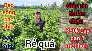 2/7/2024️0359611594 Phong  giảo rin thuần chậu cao 1 mét hơn 350k 1 cây à quá trời rẻ luôn