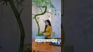 Cây Tre Hot Nhất Hôm Nay  #shortvideo #trending #tre #bonsai