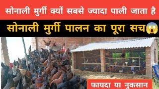 सोनाली मुर्गी पालन का पूरा सच  Sonali murgi farm | Sonali murgi palan kaise karen #desimurgipalan