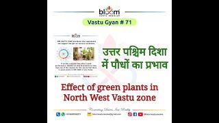 Vastu Gyan # 71   EFFECT OF GREEN PLANTS IN NORTH WEST ZONE