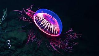 10 Most Beautiful Jellyfish In The World