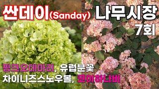 [싼데이 나무시장] 7회, #핑크오데마리, #영국분꽃, #차이니즈스노우볼, #코이하나비 판매