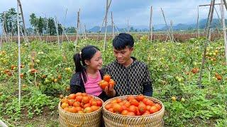 Simple life - great love - Harvesting a season of red tomatoes