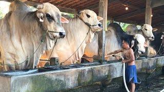 BIGGEST INDONESIA BULL - BERKAH SETIA FARM