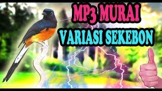 Masteran Burung Murai Full Tembakan Mewah SEKEBON