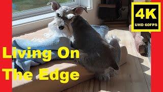 Living On The Edge  Miniature Schnauzer Brothers