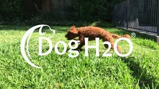 Dog H2O Cordless