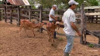 Bovinos en pastoreo | La Finca de Hoy